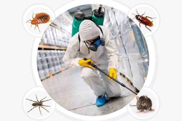 Disinfestations Services: Professional Pest Management Solutions