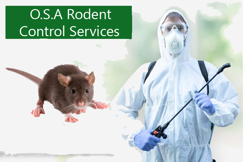 Effective Rodent Control Services