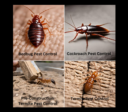 Residential Pest Control Trichy