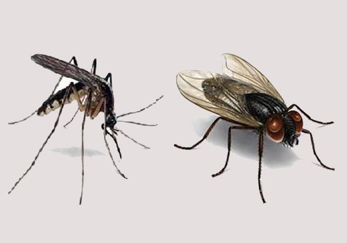 Fly Pest Control Services in Trichy 