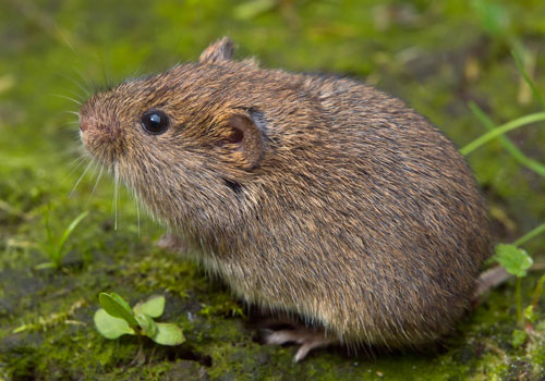 Rodent Pest Control Services in Trichy