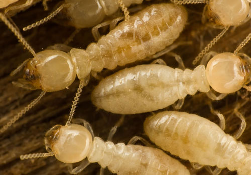 Termite Pest Control Services in Trichy