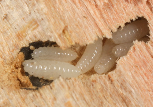 Wood Borer Pest Control Services in Trichy