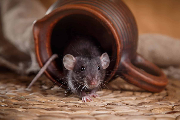  Keep Your Home Safe from Rodent Infestations